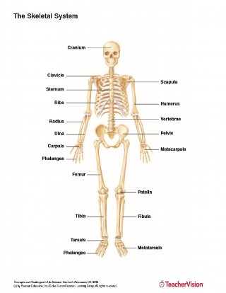 Full Color Labeled Printable of the Human Skeletal System