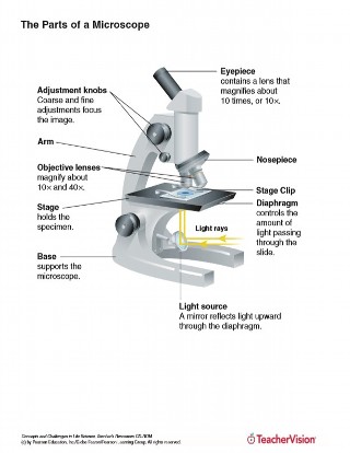 Parts of a Microscope Labeled for Lab Use