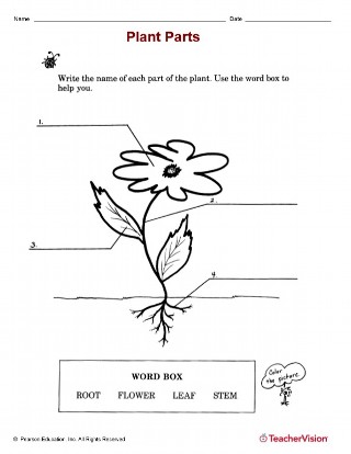 Plant Parts Identification Worksheet