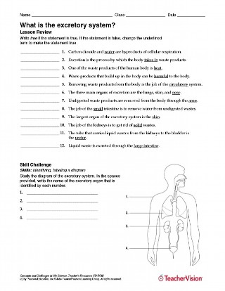 Review Activity for Human Excretory System