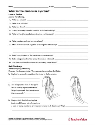 What Is the Muscular System Practice Activity