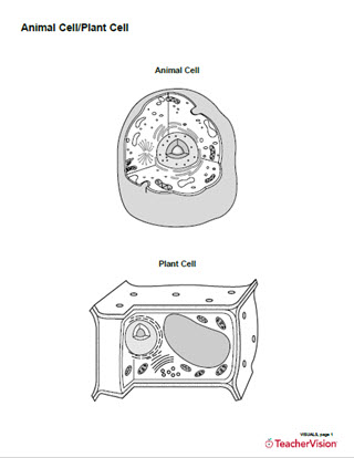 Animal Cell/Plant Cell Structure Diagram Printable (Blank ...