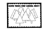 Evergreen Tree Bulletin Board