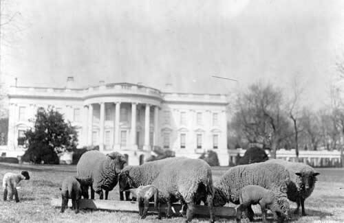 PresidentialPets,WoodrowWilson,sheep