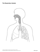 The Respiratory System (Blank) Printable