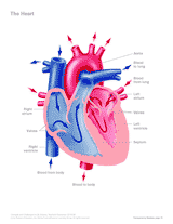 Anatomy of the Human Heart