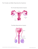 The Female and Male Reproductive Systems