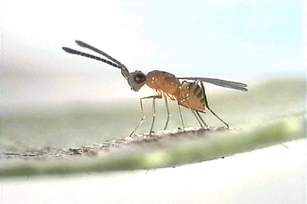 Insect