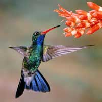 hummingbird feeding on nectar