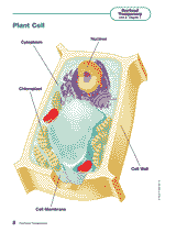 Plant Cells