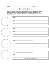 Butterfly Life Cycle Worksheet