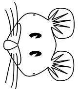 Free Printable Blank Mask (Halloween) - TeacherVision