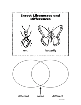 Insect Likenesses and Differences