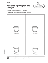 How Does a Plant Grow and Change?