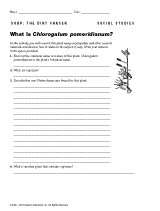 What Is Chlorogalum pomeridianum?