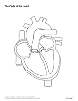 The Parts of the Heart (Blank) Printable Printable (6th ...