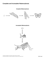 Complete and Incomplete Metamorphosis Diagram