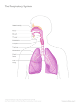 The Respiratory System