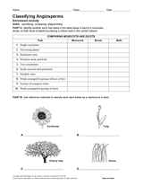 Activity: Classifying Angiosperms