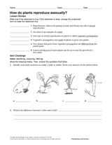 How Do Plants Reproduce Asexually?