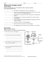 What Is the Nitrogen Cycle? Science Printable (6th-12th Grade