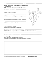 What Are Food Chains and Food Webs?