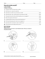 How Do Joints Work?