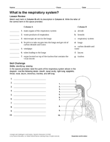 What Is the Respiratory System? Human Body Printable (6th-12th Grade