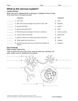 What Is the Nervous System? Human Body Printable (6th-12th Grade