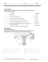 What Are the Parts of the Female Reproductive System