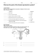 What Are the Parts of the Female Reproductive System?