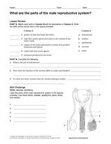 What Are the Parts of the Male Reproductive System?