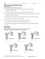 What Is the Menstrual Cycle?