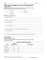 What Are the Stages of Human Development?