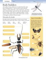 Insect Activities: Body Builders
