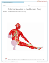 Anterior Muscles of the Human Body