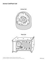 Animal Cell/Plant Cell (Blank) Printable