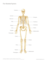The Skeletal System