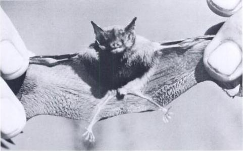 Bumblebee bat