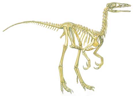Compsognathus Skeleton
