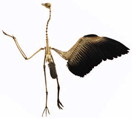 Heron Skeleton