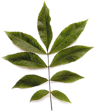 Bitternut Leaf