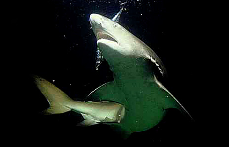 White Shark 2