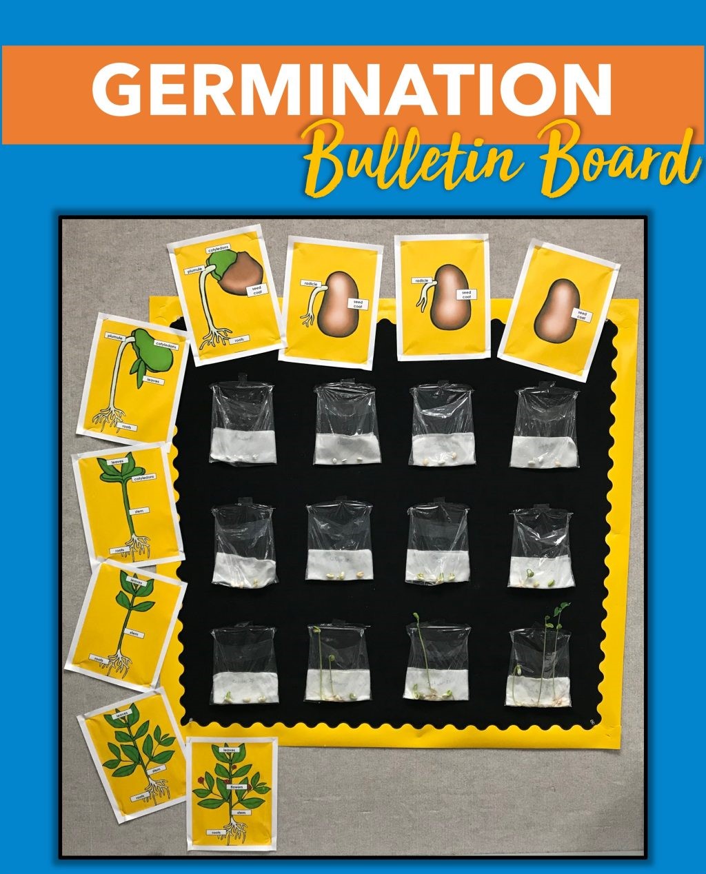 Growing plant bulletin board for spring