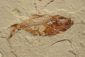 Fossil