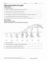 What Are the Parts of a Seed? Science Printable (Grades 6-12