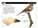 Bird Beaks Mini-Lesson -- PowerPoint Slideshow