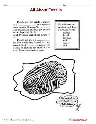 Fossils Identification Worksheet