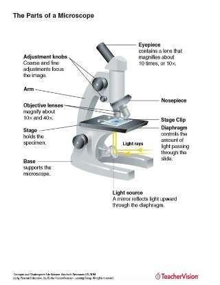 Parts of a Microscope Labeled for Lab Use