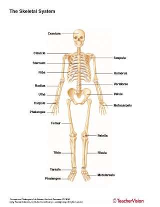 Full Color Labeled Printable of the Human Skeletal System